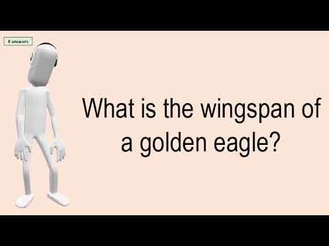 image-Which eagle has the largest wingspan?