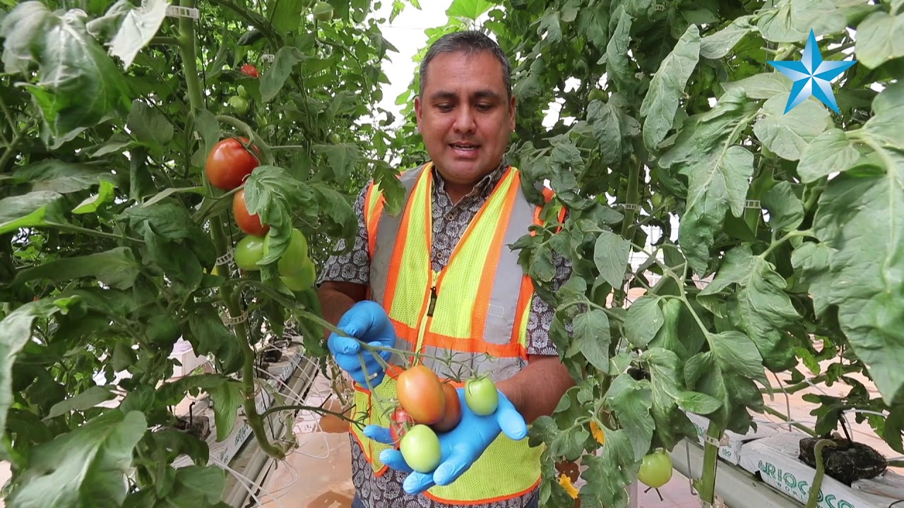 Hydroponic greenhouse farm, developed by Larry Ellison, ready for first commercial harvest