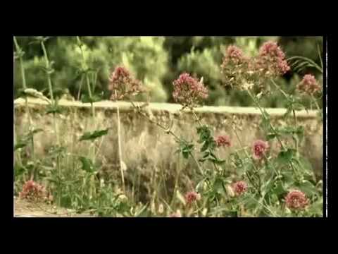 Michele Di Capua collabora con Rita Siani In Chi sà.mp4