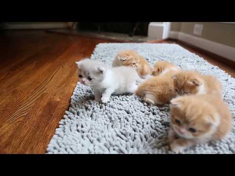 Kalai's Scottish Fold Kittens