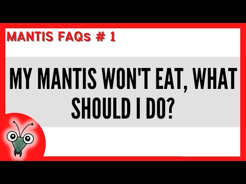 My mantis WON'T EAT, what should i DO? | MANTIS KEEPING FAQS EPISODE 1
