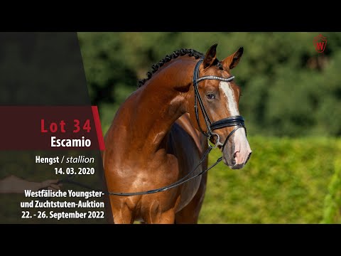 Online-Auktion Lot  34 Escamio Hengst v. Escamillo - Ampere (NLD)
