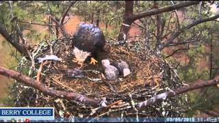 berry eagles march 5 feed