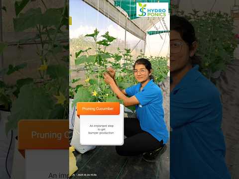 , title : 'Cutting & Pruning in seedless Cucumbers plants'