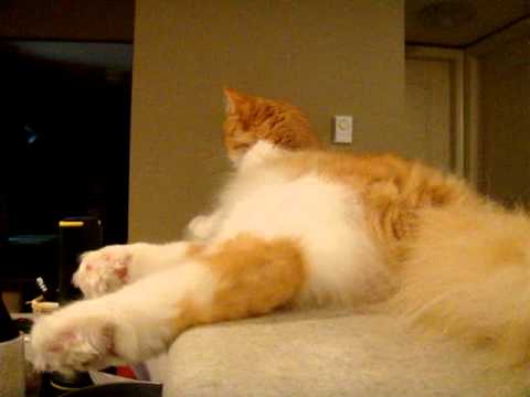 Cat twitching, trembling hind legs, with high temperature!