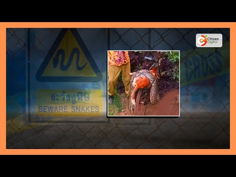 Osore kills python for killing his dog, takes both to police station