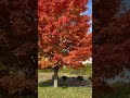 The Sugar Maple! A gorgeous tree in the fall!