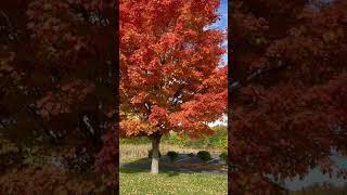 Download lagu The Sugar Maple! A gorgeous tree in the fall! mp3