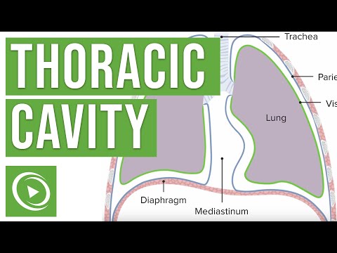 Thoracic Cavity Anatomy | Lecturio Medical