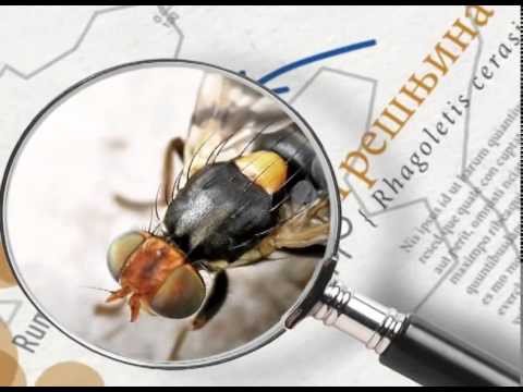 Zelena prognoza intro