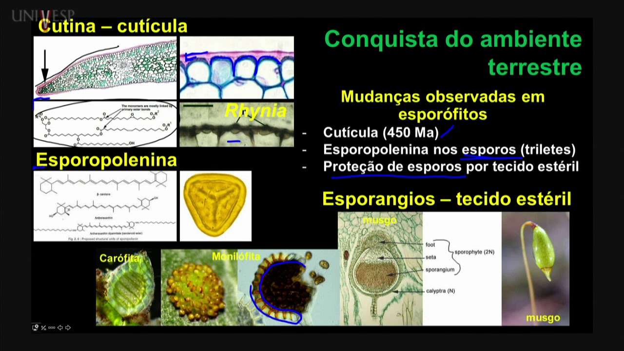Taxonomia Vegetal - Aula 06 - Embriófitas: Adaptação ao  ambiente terrestre