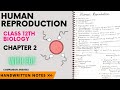 Human Reproduction || Class 12th || Biology || Chapter 2 || Handwritten notes with PDF