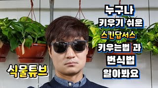 (스킨답서스) 초보자도 키우기 쉽고 번식쉬운 스킨답서스에 대해서 알아봐요~  #양재꽃시장 #식물튜브 #pla…