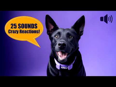 Watch Dogs Bark &amp; Tilt Their Heads at 25 Unique Sounds 🐶