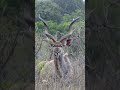 Relaxed Kudu Chomping away #shorts #nature #animals #4k #youtubeshorts
