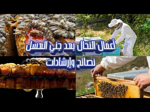 , title : 'الأعمال التي يجب على النحال القيام بها بعد جني العسل/ تربية نحل العسل'