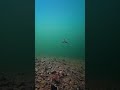Carolina Rig Underwater - Ful Video now online ! #naturehooked