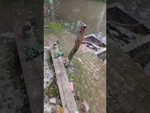 COSTANERA DE LOS NIETOS, EN EL PATIO DE JUAN ANTONIO ACOSTA FLORENTIN, VILLA FLORIDA  - MISIONES