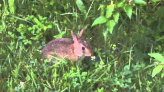 Stone Sour - 1st Person