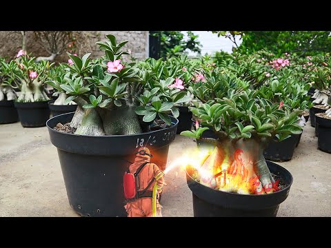 Sunburn ( SUNBURN / SUN BURN )