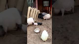 Miniature Pig Animals Videos
