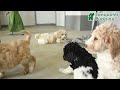 Standard Poodle dogs for sale: Muffin - Video 1