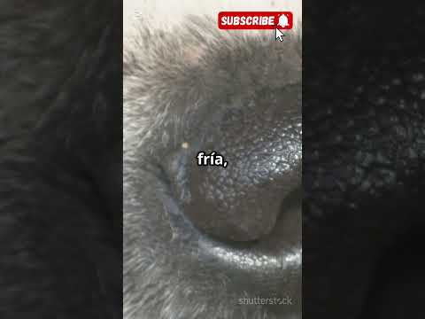 Why are dogs' noses so cold?