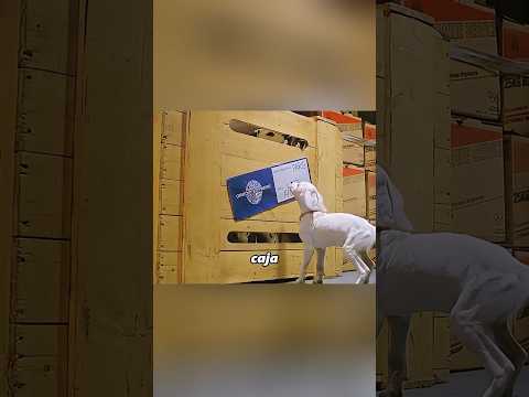 El perrito saltó a las vías del tren para salvar a su familia.#shorts #short #shortvideo