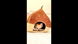【チワワ】ついに来た！！あたらしい隠れ家の紹介 #Shorts