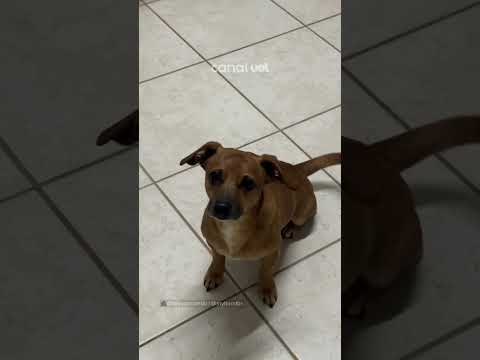 Nada de namoro! Tutora chama por “amor” e cachorrinho Zeus atende