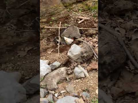 Raccoon Apocalypse: Something Weird Going On Here #raccoon