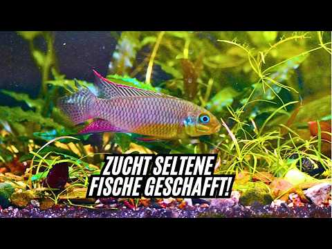 IT REALLY HAPPENED 😱🔥 Rare cichlids FINALLY bred in captivity! | Aquarium