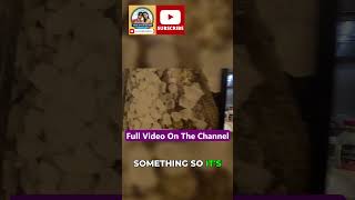 Buffet vs  Main Dining Cruise Dinner Showdown #ambassadorambience #cruisevlog #ambassadorcruiseline