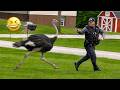 Funniest Animal Videos 2026 Nobody Told Them To Behave