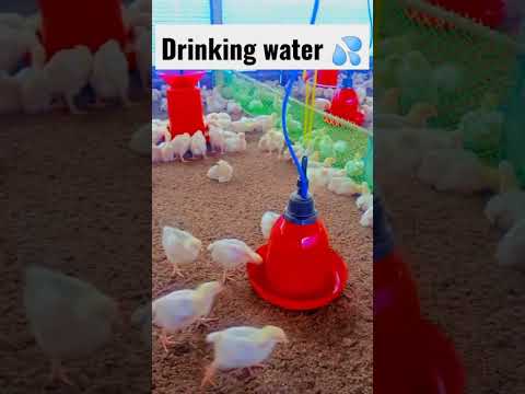 Pan and jar poultry automatic drinker