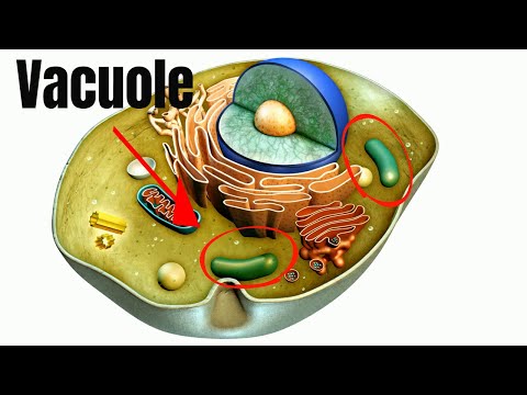 Vacuoles — Structure & Function - Expii Vacuoles — Structure & Function - Expii