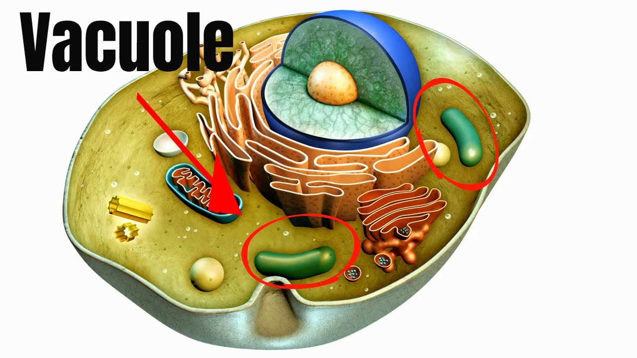 Vacuoles Function in Cells