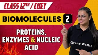 Biomolecules 02 | Proteins , Enzymes & Nucleic acid | Class 12th/CUET