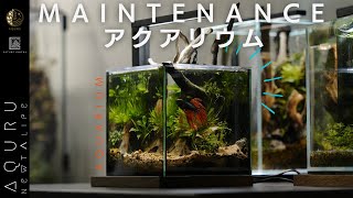 ベタのアクアリウム2カ月経過メンテします