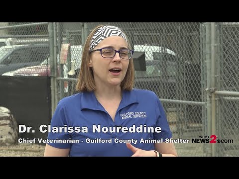 Watch: Chief Vet at Guilford County Animal Shelter explains symptoms of distemper