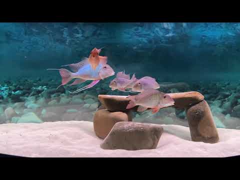 Watch Video on YouTube