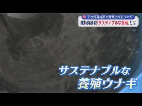 YouTube Video 下水処理施設から発生する熱を使ってウナギを養殖　「サステナブルな養殖ウナギ」として期待　浜松市