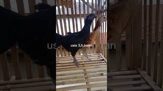 Download lagu jual betina ayam pelung asli mp3