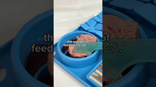 cat food asmr sounds ✨ #asmr #asmrsounds #catfood #feedmycats