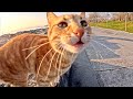 Stray Orange Tabby Cat Is Very Hungry She S YELLING At Me Not To Go