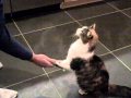 Sophie The Wonder Cat AVI