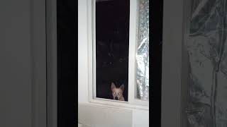 rapist dog 😱