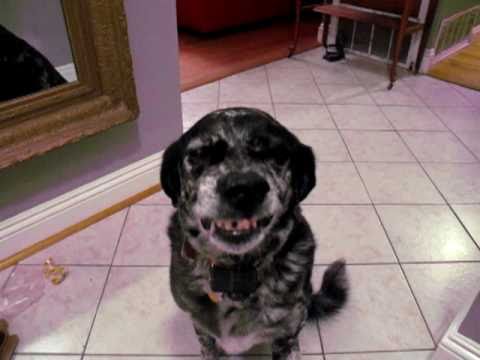 download lagu mp3 mp4 Dog Buffy, download lagu Dog Buffy gratis, unduh video klip Dog Buffy