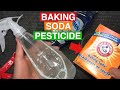 Baking Soda As Pesticide Powerful Organic Pesticide Baking Soda In The Garden