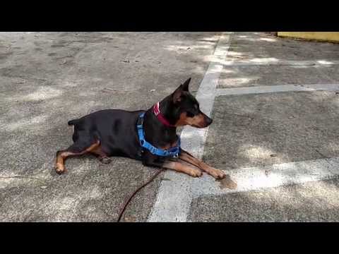 Prince — Little dog training: day 1